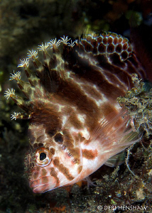 Blotched Hawkfish ready to make its escape. Mabul Borneo by Debi Henshaw 